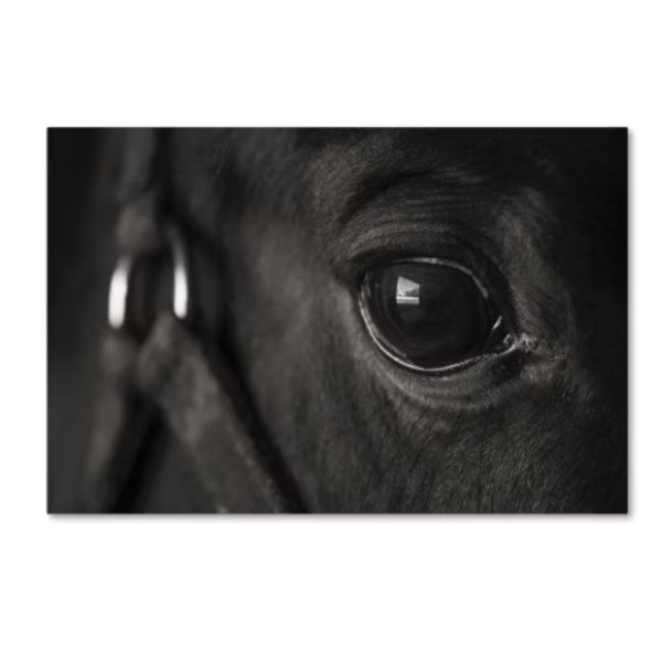 Thom Sivo 'Horse Eye View' Canvas Art, 22x32, Trademark Fine Art, Mfr#: TS00004-C2232GG